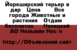 Йоркширский терьер в дар › Цена ­ 1 - Все города Животные и растения » Отдам бесплатно   . Ненецкий АО,Нельмин Нос п.